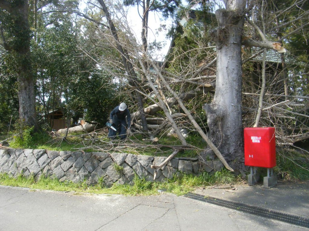 神社伐採 (3)